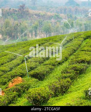 Centinaia di file di lussureggianti piante thailandesi di tè, regolarmente cosparse di acqua per mantenersi in buona salute, in una delle grandi aree di coltivazione del tè della Thailandia. Una lan nebbiosa e fumosa Foto Stock