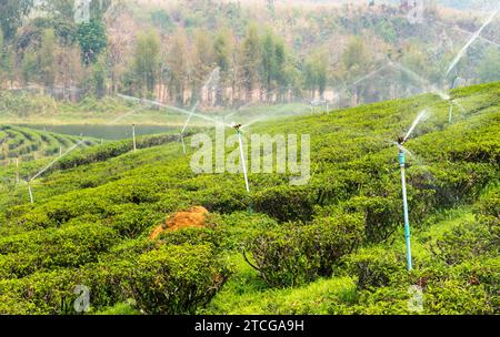 Centinaia di file di lussureggianti piante thailandesi di tè, regolarmente cosparse di acqua per mantenersi in buona salute, in una delle grandi aree di coltivazione del tè della Thailandia. Una lan nebbiosa e fumosa Foto Stock