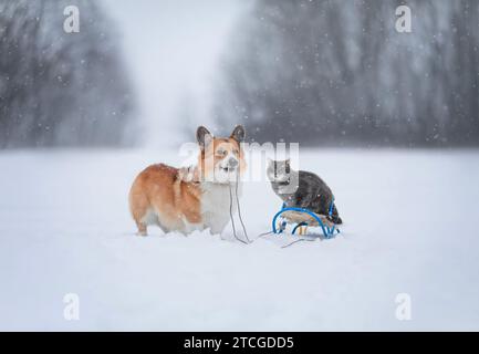 il carino cane corgi amico trasporta un gatto a strisce su una slitta nel giardino innevato invernale Foto Stock