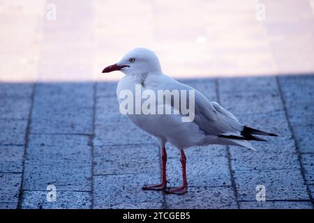 Un gabbiano è un tipo di uccello che vive vicino alla costa e intorno a corpi d'acqua. Sono noti per le loro piume bianche e grigie, il becco forte e noi Foto Stock