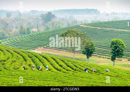 Distretto di Mae Chan, Chiang Rai, Thailandia - marzo 30 2023: I raccoglitori di tè raccolgono le foglie, durante il "periodo delle fiamme" di produzione fumosa in campagna, sulla strada Foto Stock