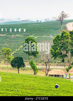 Distretto di Mae Chan, Chiang Rai, Thailandia - marzo 30 2023: I raccoglitori di tè raccolgono le foglie, durante il "periodo delle fiamme" di produzione fumosa in campagna, sulla strada Foto Stock