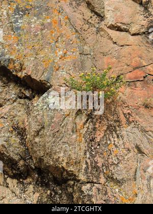 fiori selvatici di aster gialli e licheni arancio colorati sulle pareti del canyon di granito rosa nel canyon di waterton, littleton, colorado Foto Stock