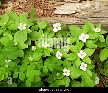 fiori selvatici di bosco di bacche bianche accanto a un tronco nel canyon di johnston nel parco nazionale di banff, alberta, canada Foto Stock