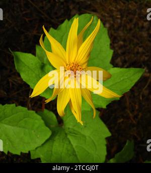 fiore selvatico arnica giallo a foglia di cuore nel canyon johnston, parco nazionale di banff, alberta, canada Foto Stock