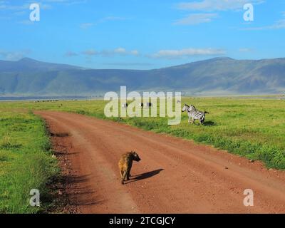 iena avvistata che attraversa la strada accanto alle zebre in una giornata di sole durante un safari nel cratere di ngorongoro, tanzania, africa Foto Stock