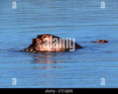 primo piano di due ippopotami che nuotano nel cratere di ngorongoro, tanzania, africa orientale Foto Stock