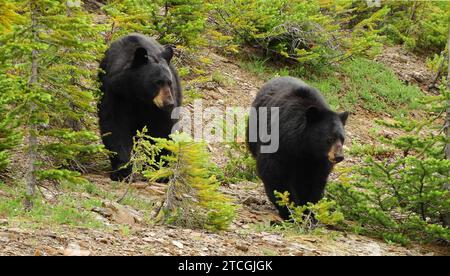 due orsi neri che pascolano su una collina tra sempreverdi nel parco nazionale di banff, alberta, canada Foto Stock