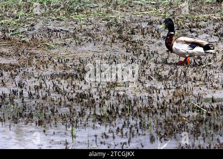 Madrid 06-06-2008 situazione di siccità nel parco nazionale Tablas de Daimiel nella provincia di Ciudad Real foto Jaime García. Crediti: Album / Archivo ABC / Jaime García Foto Stock