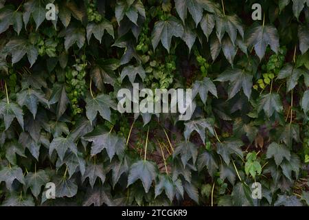 Moody dark view of dark green vine leaves growing from a vite plant on a wall Foto Stock