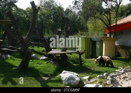 Madrid 09-19-2007 presentazione ufficiale ai media della coppia di panda giganti dello zoo dell'acquario di Madrid presieduta da sua Maestà la Regina Sofia accompagnata dal sindaco Alberto Ruiz Gallardon foto Jaime Garcia Archdc. Crediti: Album / Archivo ABC / Jaime García Foto Stock