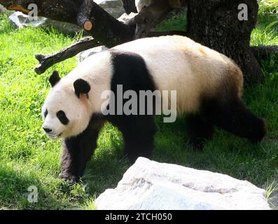 Madrid 09-19-2007 presentazione ufficiale ai media della coppia di panda giganti dello zoo dell'acquario di Madrid presieduta da sua Maestà la Regina Sofia accompagnata dal sindaco Alberto Ruiz Gallardon foto Jaime Garcia Archdc. Crediti: Album / Archivo ABC / Jaime García Foto Stock