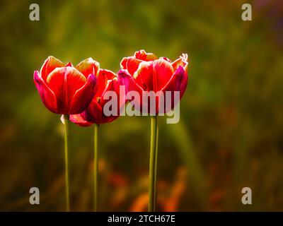 Tulipani bicolori (Tulipa) rossi e gialli che fioriscono a Hamilton, Ontario, Canada. Foto Stock