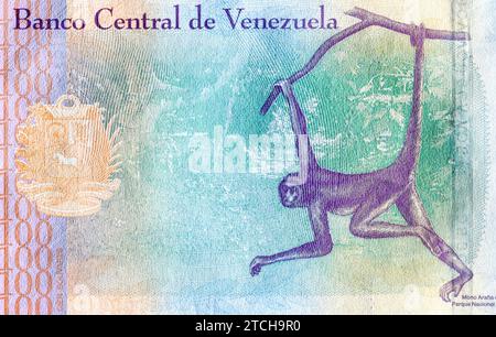 Scimmia ragno marrone (Ateles hybridus) con il Parco Nazionale Guatopo sullo sfondo. Fragmen del rovescio 100 Bolivares Venezuela Banknote Foto Stock