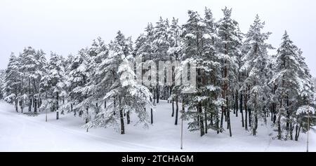 vista panoramica del parco innevato con alberi bianchi nella neve. foto aerea con drone. Foto Stock