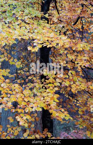 Giovani faggi autunnali al Randolph's Leap. Morayshire, Scozia Foto Stock