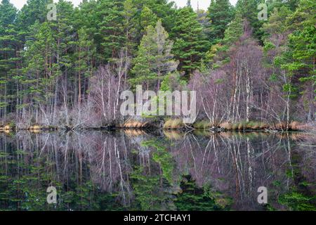 Gli alberi si riflettono nel Loch Garten. Highlands, Scozia Foto Stock