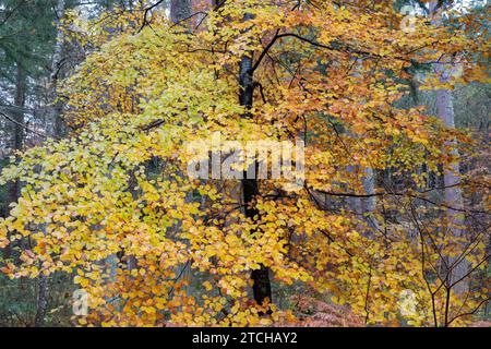 Giovani faggi autunnali al Randolph's Leap. Morayshire, Scozia Foto Stock