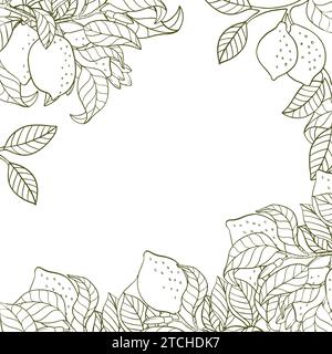 Un bordo di ramoscelli di limone e limoni. Una composizione di agrumi in stile grafico. Illustrazione vettoriale isolata su sfondo bianco Illustrazione Vettoriale