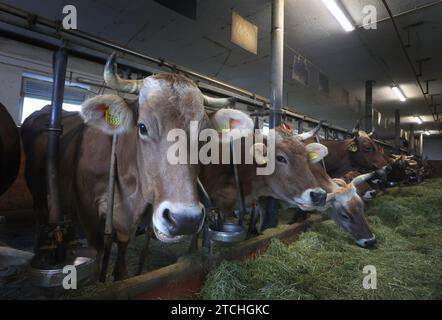 Immenstadt, Germania. 13 novembre 2023. Le mucche mangiano fieno fresco in un fienile legato in una fattoria. Decine di migliaia di mucche in Baviera vivono in stalle ogni anno e non riescono mai a pascolare. Il governo federale ora vuole cambiare le cose. Nel giro di cinque anni, i produttori di latte a livello nazionale dovranno passare a alloggi sfusi o a abitazioni combinate - il tethering sarà vietato tutto l'anno. Lo Stato libero di Baviera vuole impedire questo piano nel Bundesrat (al modello di abbandono graduale del vincolo: Vacche felici - agricoltori infelici? ") credito: Karl-Josef Hildenbrand/dpa/Alamy Live News Foto Stock