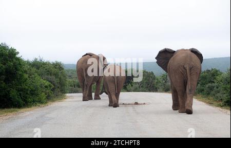 Tre elefanti camminano lungo la strada all'Addo Elephant Park Foto Stock