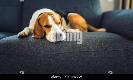 Cane Beagle sdraiato sul divano. Animali domestici sul concetto di mobili Foto Stock