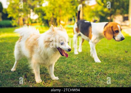 Due cani in erba verde in giardino. Cane Beagle con pomeranian spitz klein. Due razze Foto Stock