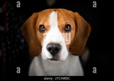 Cane Beagle con grandi occhi si siede e guardando verso la telecamera. Ritratto di sfondo scuro Foto Stock