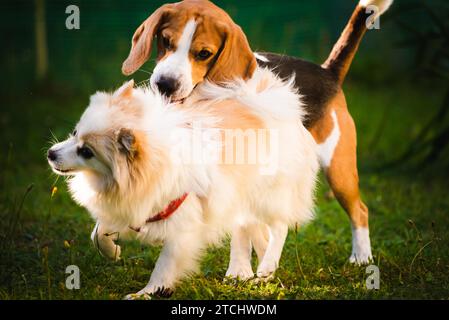 Due cani giocando su un prato verde all'esterno. Cane Beagle con il bianco pomerania spitz Foto Stock