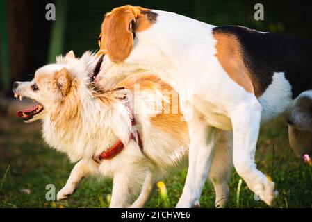 Due cani giocando su un prato verde all'esterno. Cane Beagle con il bianco pomerania spitz Foto Stock