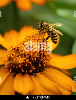 Un macro shot di un'ape che impollina un fiore d'arancio, con uno sfondo verde sfocato Foto Stock