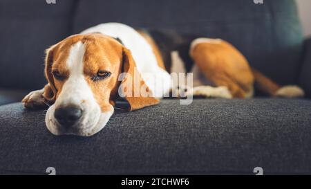 Cane Beagle sdraiato sul divano. Animali domestici sul concetto di mobili Foto Stock