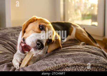 Beagle cucciolo masticare un cane snack. Mordere un osso Foto Stock