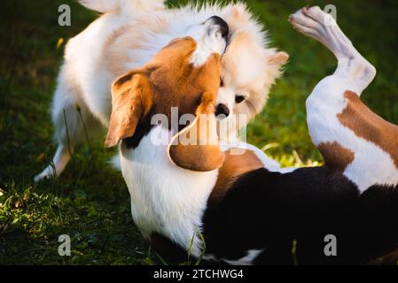 Due cani giocando su un prato verde all'esterno. Cane Beagle con il bianco pomerania spitz Foto Stock