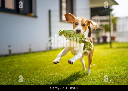 Cane Beagle divertimento nel giardino all'aperto di correre e saltare con la corda del nodo verso la telecamera Foto Stock
