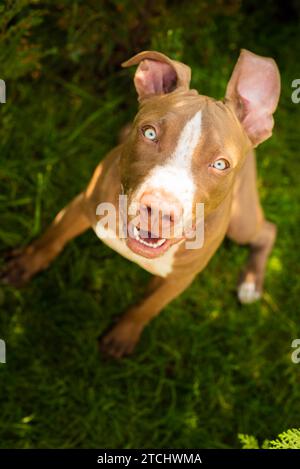 Giovani pitbull Staffordshire Bull Terrier in giardino si siede e guardando verso la telecamera sfondo verticale Foto Stock