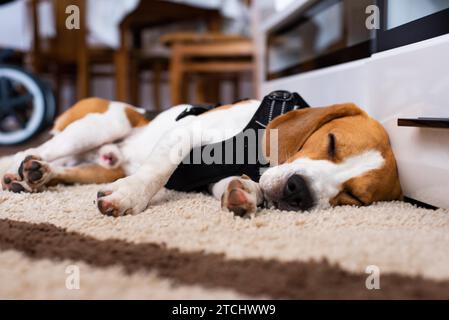 Razza cane beagle sdraiato sul tappeto in salotto sleeping Foto Stock