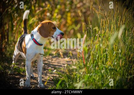 Il cane sta nell'erba alta in estate di sun. Beagle pet Foto Stock