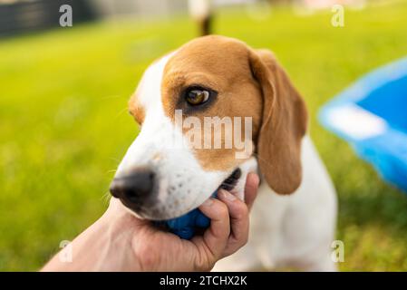 Cane con palla giocattolo in estate in giardino. Entusiasti di mordere un giocattolo. Primo piano sullo sfondo Foto Stock