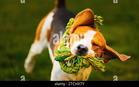 Cane Beagle che salta e corre con un giocattolo verso la macchina fotografica. Sfondo del cane Foto Stock