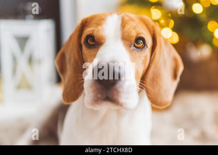 Beagle cane sdraiato su tappeto in casa accogliente. Sfondo interno Foto Stock