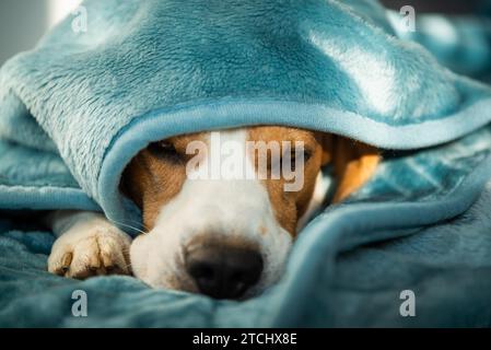 Un cane beagle dorme su un letto sotto coperta. Sfondo cane. Concetto canino Foto Stock