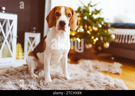 Beagle cane sdraiato su tappeto in casa accogliente. Sfondo interno Foto Stock