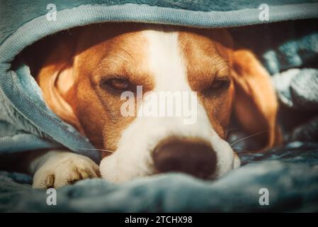 Un cane beagle dorme su un letto sotto coperta. Sfondo cane. Concetto canino Foto Stock