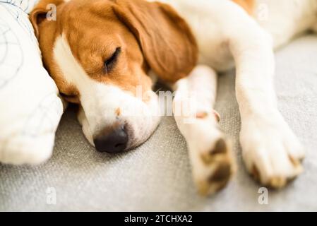 Beagle cane sdraiato sul divano in casa accogliente. Sfondo interno Foto Stock