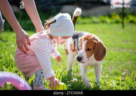 Bambina piccola che gioca nella giornata di sole nel cortile con il suo migliore amico beagle cane. Concetto di cane adatto ai bambini Foto Stock