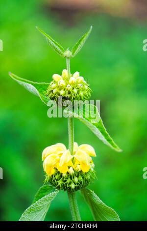Fioritura di erbacce. Primo piano dell'impianto di fioritura. Phlomis. Foto Stock