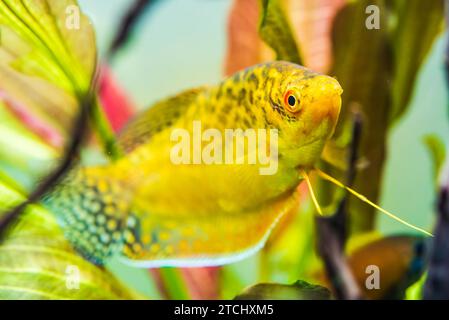 Pesci di acquario Golden gourami Trichogaster trichopterus Gold nel serbatoio di pesce Foto Stock