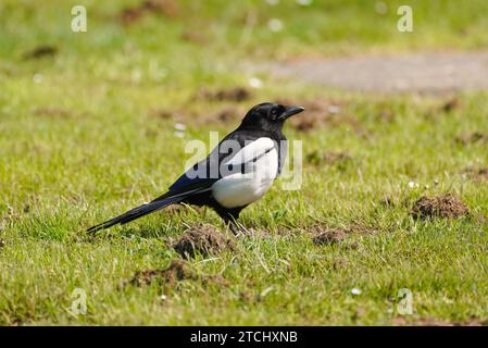 Magpie su un prato verde nel parco cittadino. Uccello con piumaggio bianco e nero. Pica pica. Foto Stock