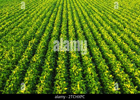 Campo di soia con file di piante di soia. Vista aerea. Agricoltura in Austria Foto Stock